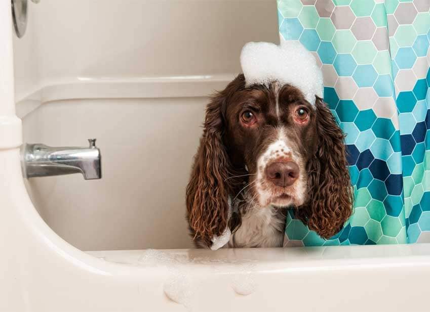 shampoing laver bien etre chien