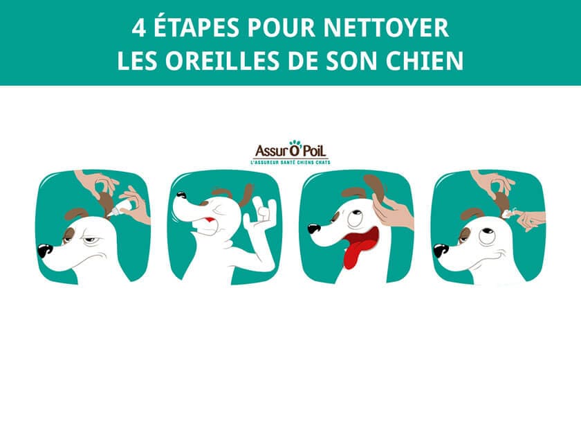 nettoyer oreille chien 4 etapes