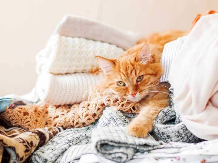 sommeil du chat comportement