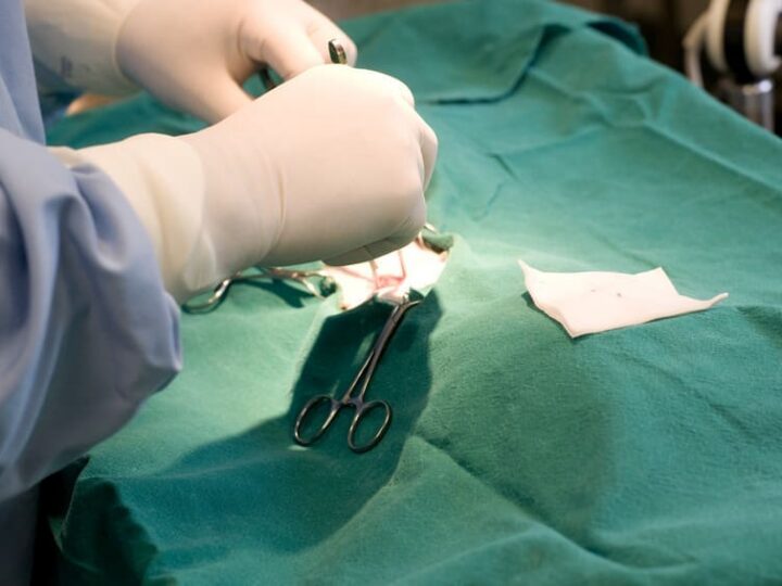 sterilisation castration animaux