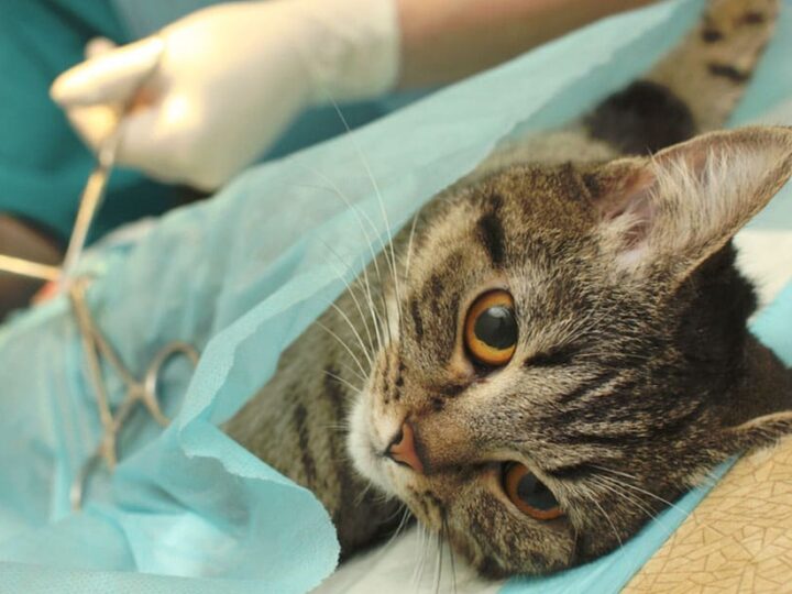 Chat assuré chez Assur O'Poil se faisant stériliser