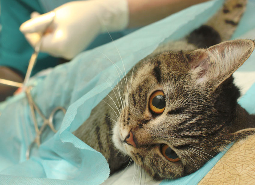 Chat assuré chez Assur O'Poil se faisant stériliser