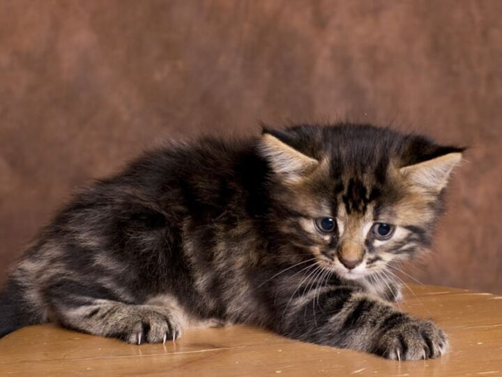 stress chez le chat sante