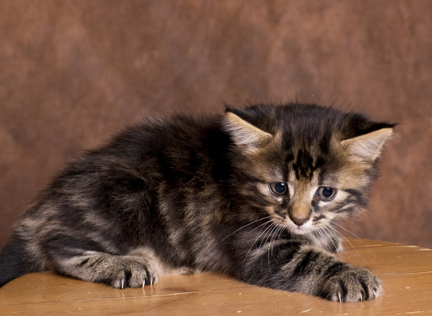 Stress chez le chat : comment reconnaître un chat stressé ?