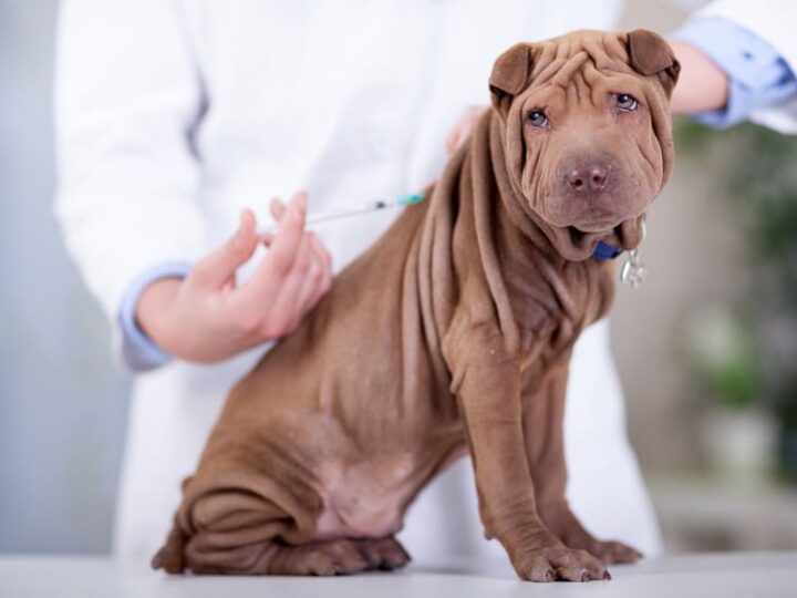 vaccin chien
