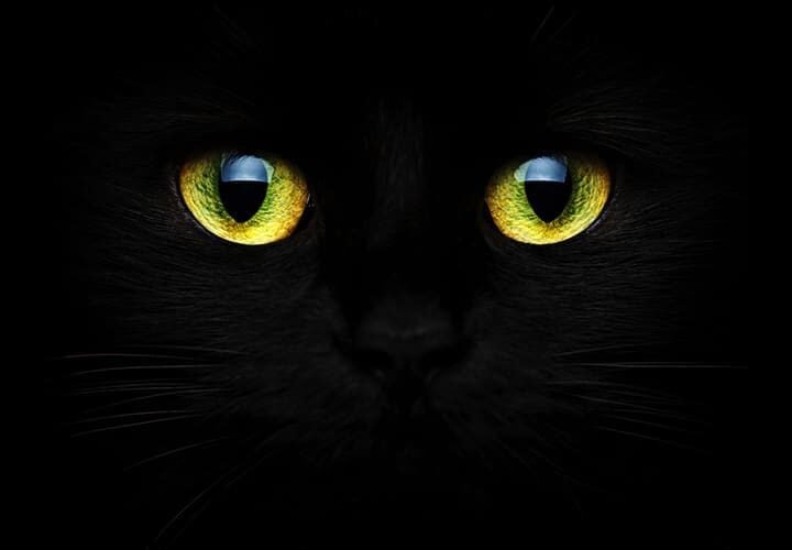 vision nocturne chat