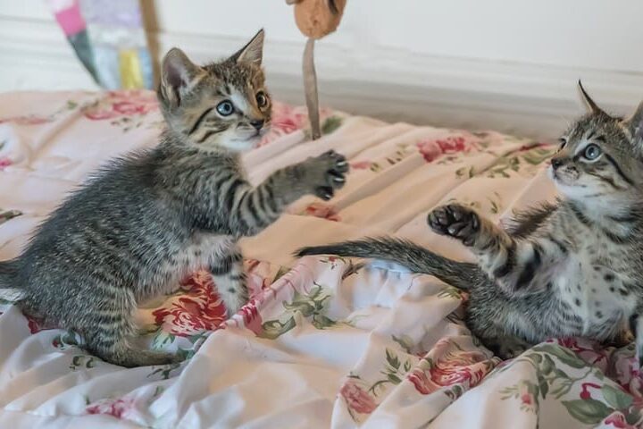 vivre avec un chat actif