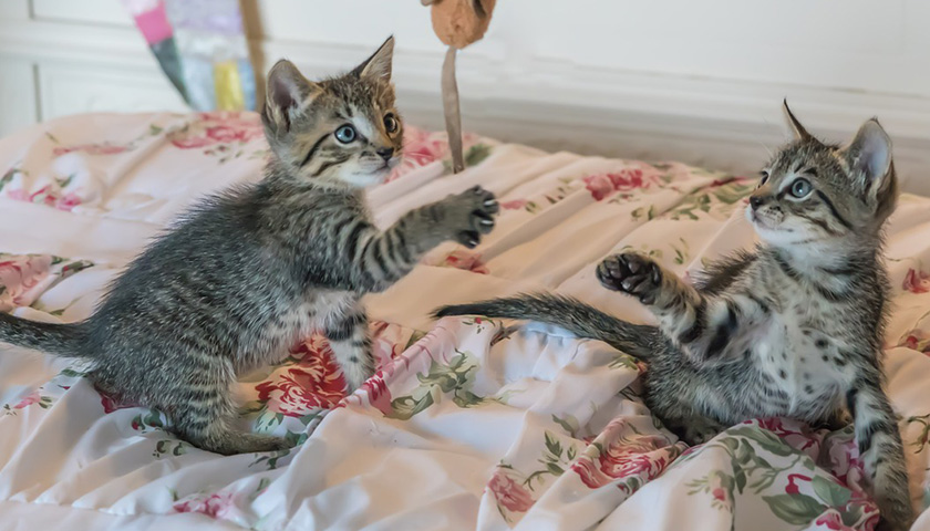 vivre avec un chat actif