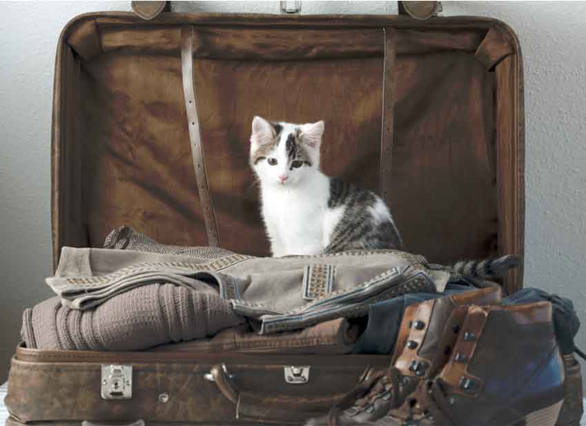 voyager avec son chat education