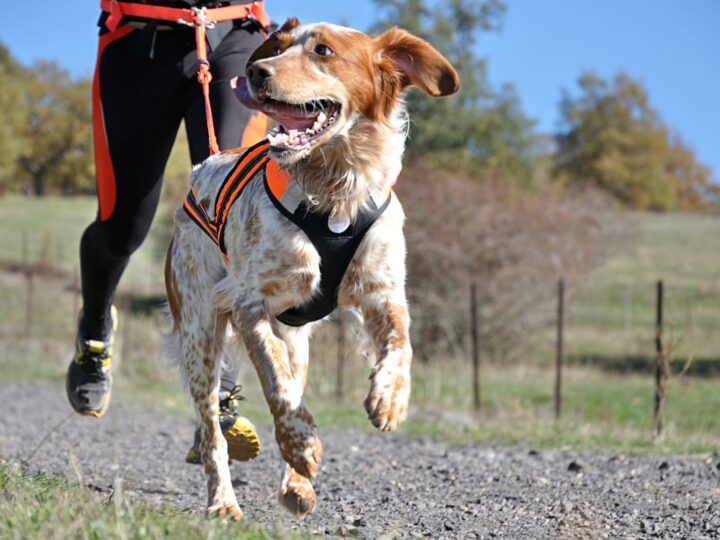 sports canins 6 activites a pratiquer avec son chien