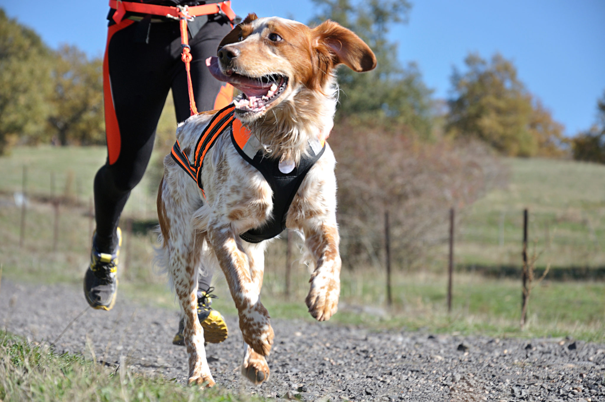 sports canins 6 activites a pratiquer avec son chien