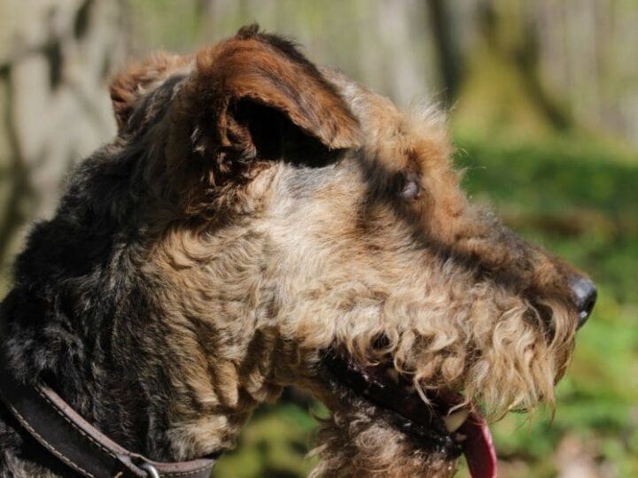 Airedale Terrier race
