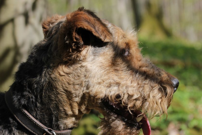 Airedale Terrier race