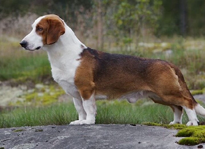 Basset de Westphalie chien