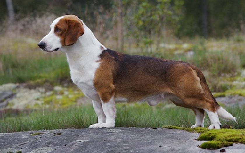 Basset de Westphalie chien