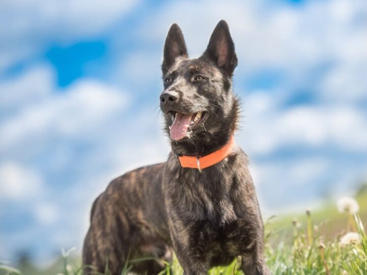 Hunde Portrait   kurzhaariger gestromter Hollandse Herder