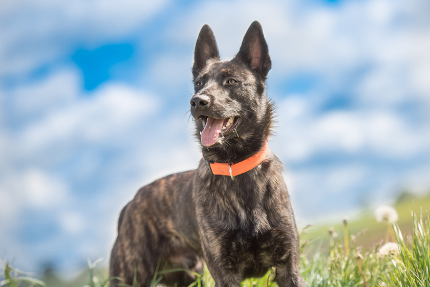 Hunde Portrait   kurzhaariger gestromter Hollandse Herder