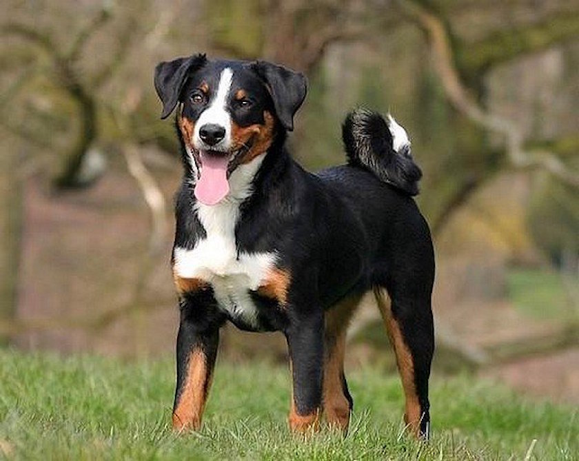 Bouvier de Appenzell