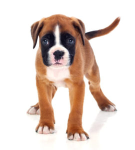 Boxer chiot