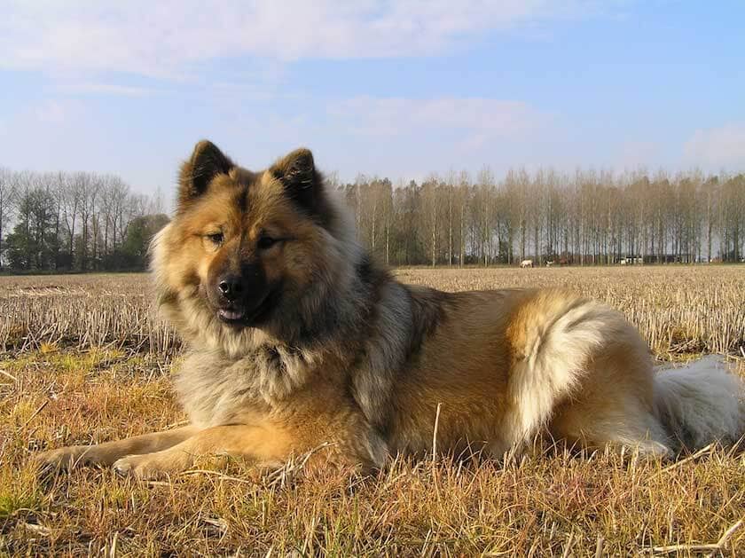 Eurasier