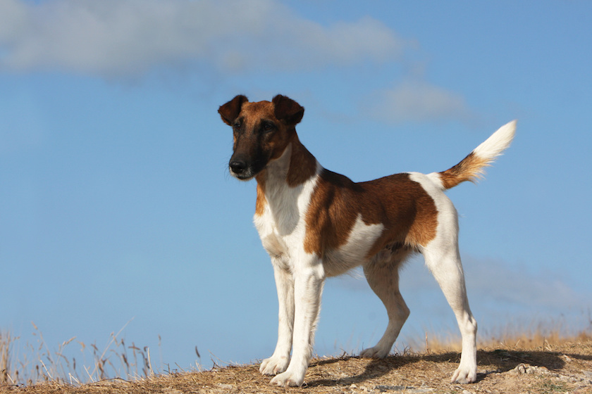 fox terrier à poil lisse de profil