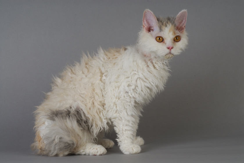 Chat de race Selkirk Rex assuré chez Assur O'Poil