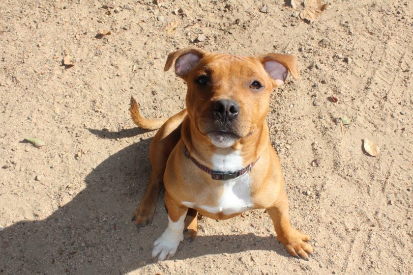 Staffordshire Bull Terrier chiot e1562171108412