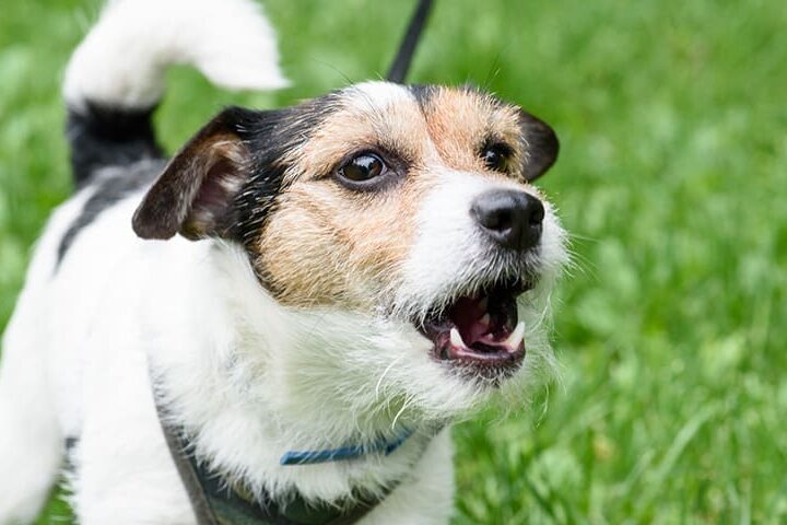 aboiement du chien