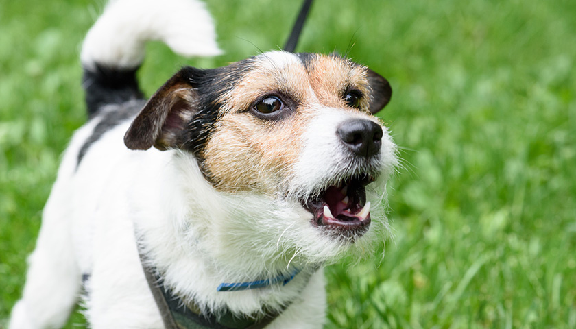 aboiement du chien