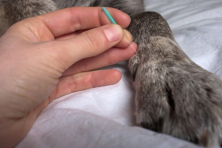 acupuncture pour chien