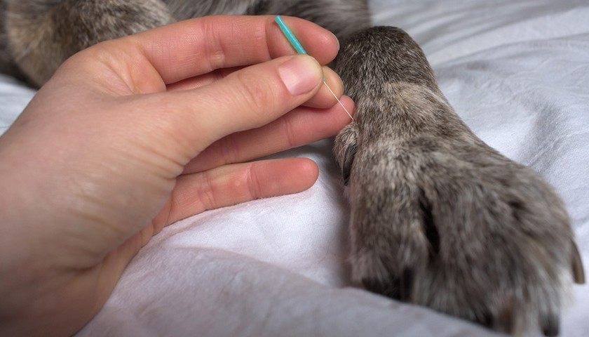 acupuncture pour chien