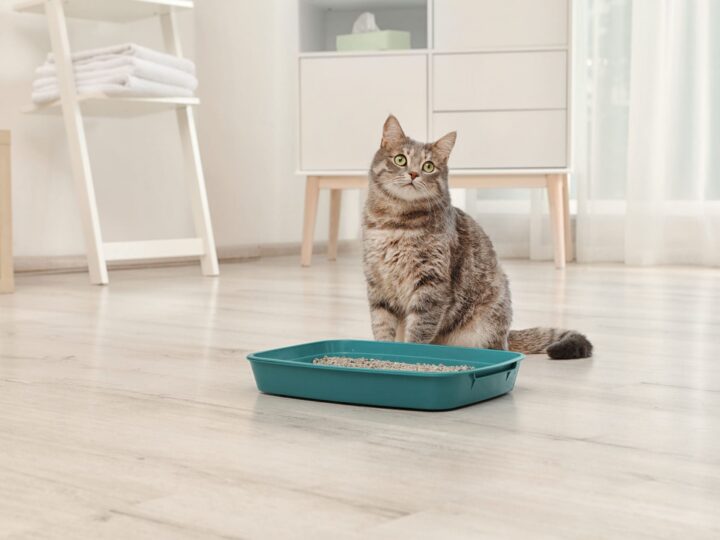 Adorable chat gris près du bac à litière à l'intérieur