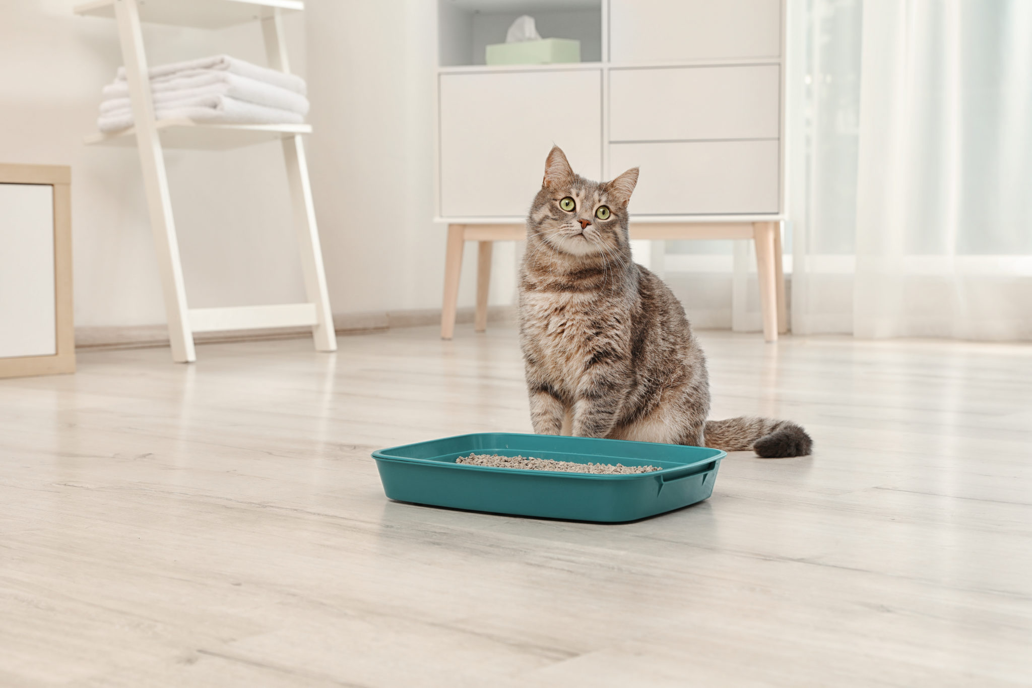 Adorable chat gris près du bac à litière à l'intérieur