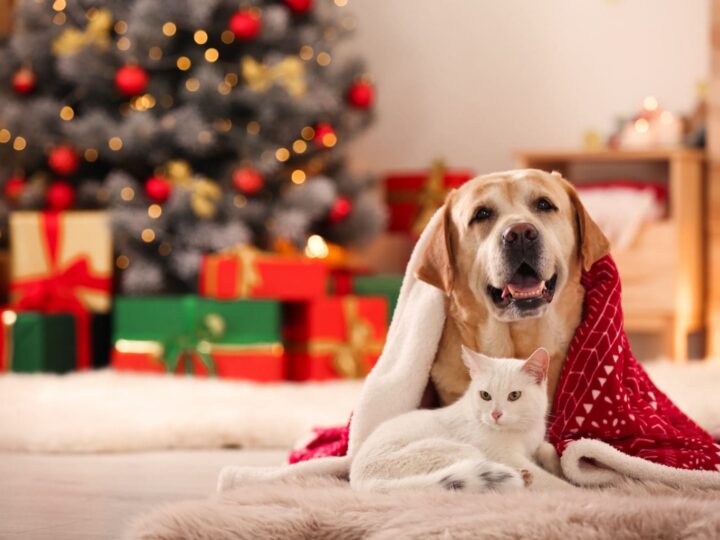 Adorable chien et chat ensemble dans une chambre décorée pour Noël