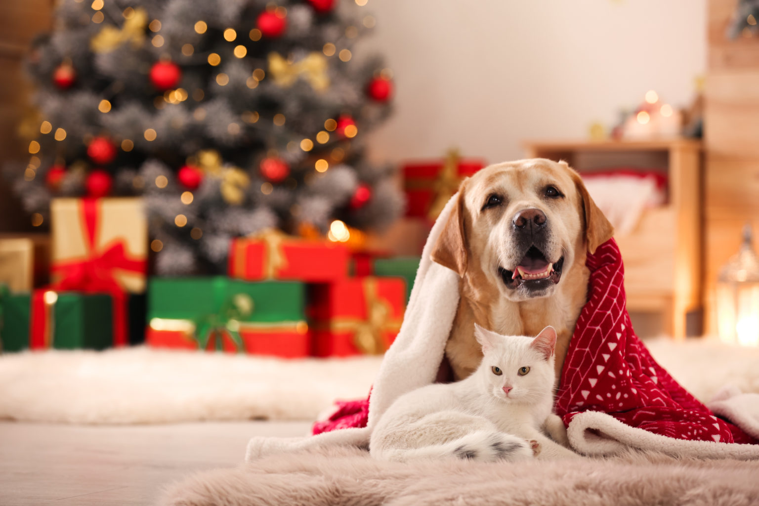Adorable chien et chat ensemble dans une chambre décorée pour Noël