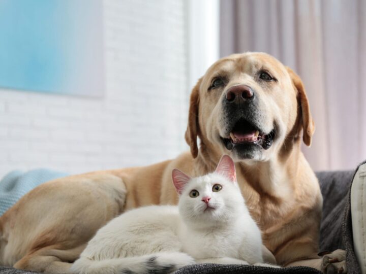 Adorable chien et chat ensemble sur un canapé à l'intérieur