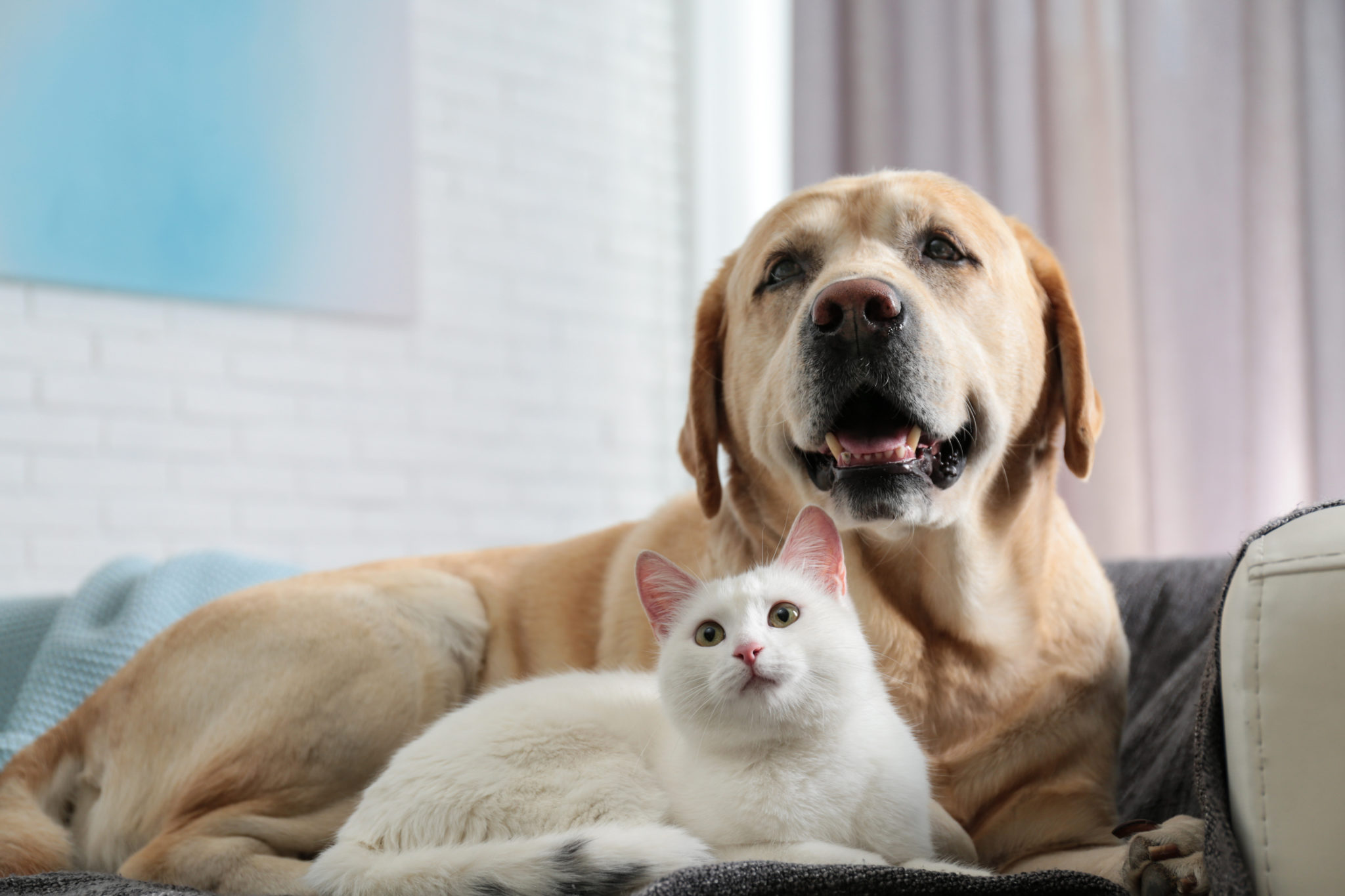 Adorable chien et chat ensemble sur un canapé à l'intérieur