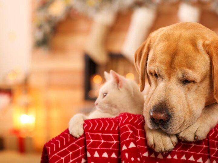 Adorable chien qui dort et chat ensemble dans une chambre décorée pour Noël