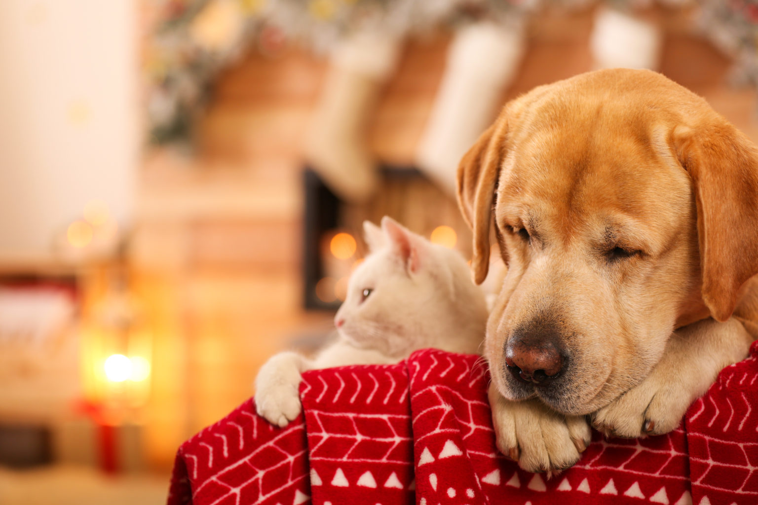 Adorable chien qui dort et chat ensemble dans une chambre décorée pour Noël