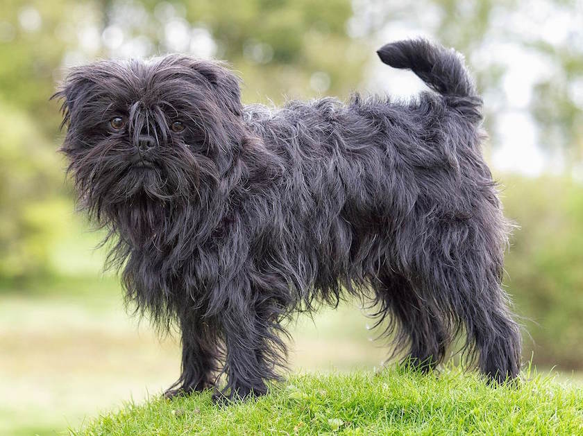 chien de race affenpinscher sur l'herbe