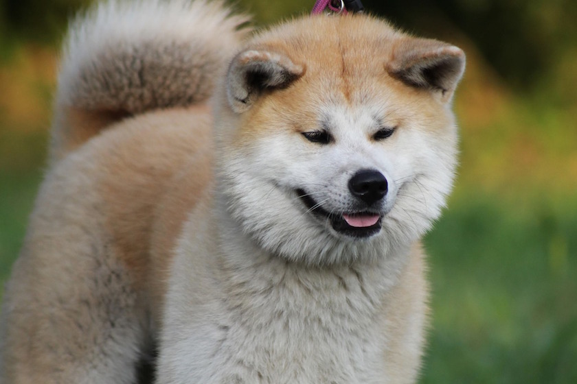 akita inu chien