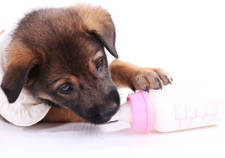alimentation chiot nourrir son chien