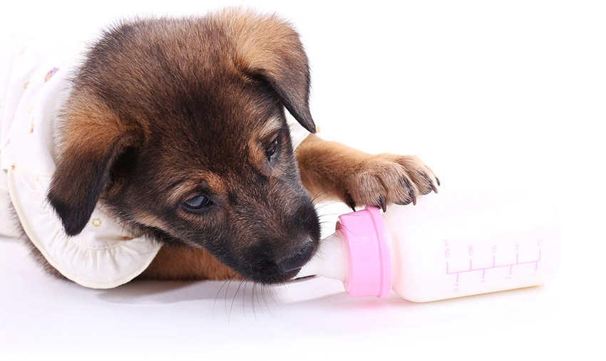 alimentation chiot nourrir son chien