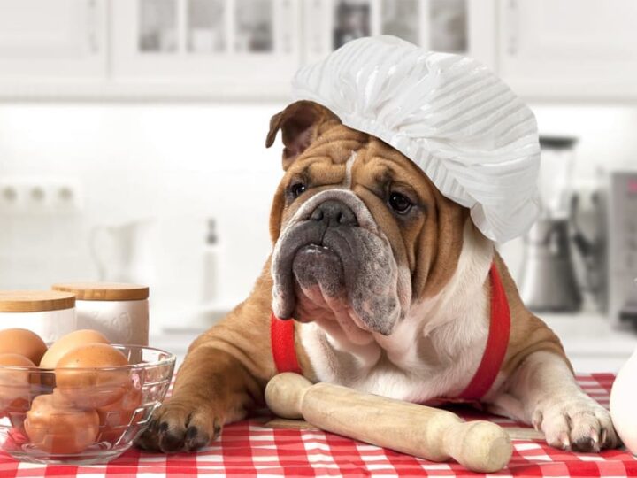 alimentation oeuf chien