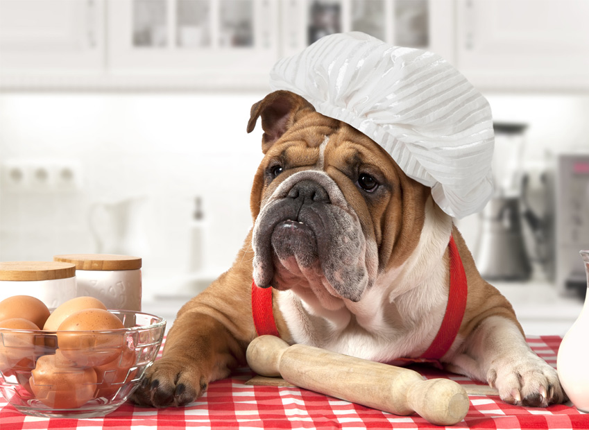 alimentation oeuf chien