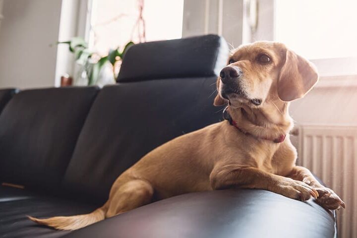 aliments produits domestiques dangereux chien