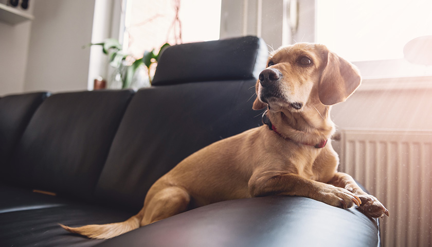 aliments produits domestiques dangereux chien