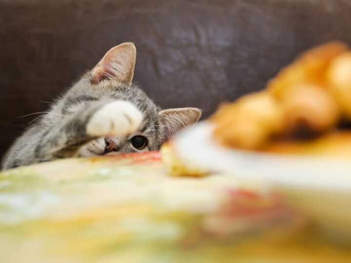Chat assuré chez Assur O'Poil qui vole de la nourriture sur la table