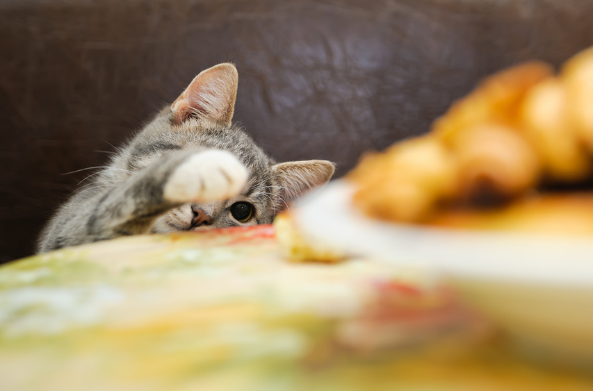 Chat assuré chez Assur O'Poil qui vole de la nourriture sur la table