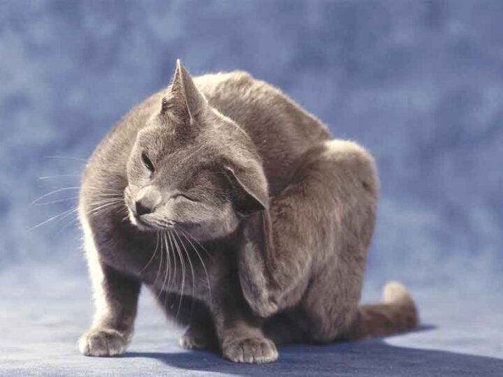 Chat assuré chez Assur O'Poil qui se gratte l'oreille à cause d'une allergie